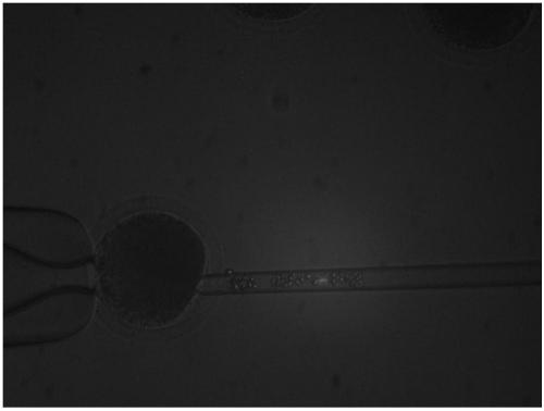 Method for enucleating mammal oocyte