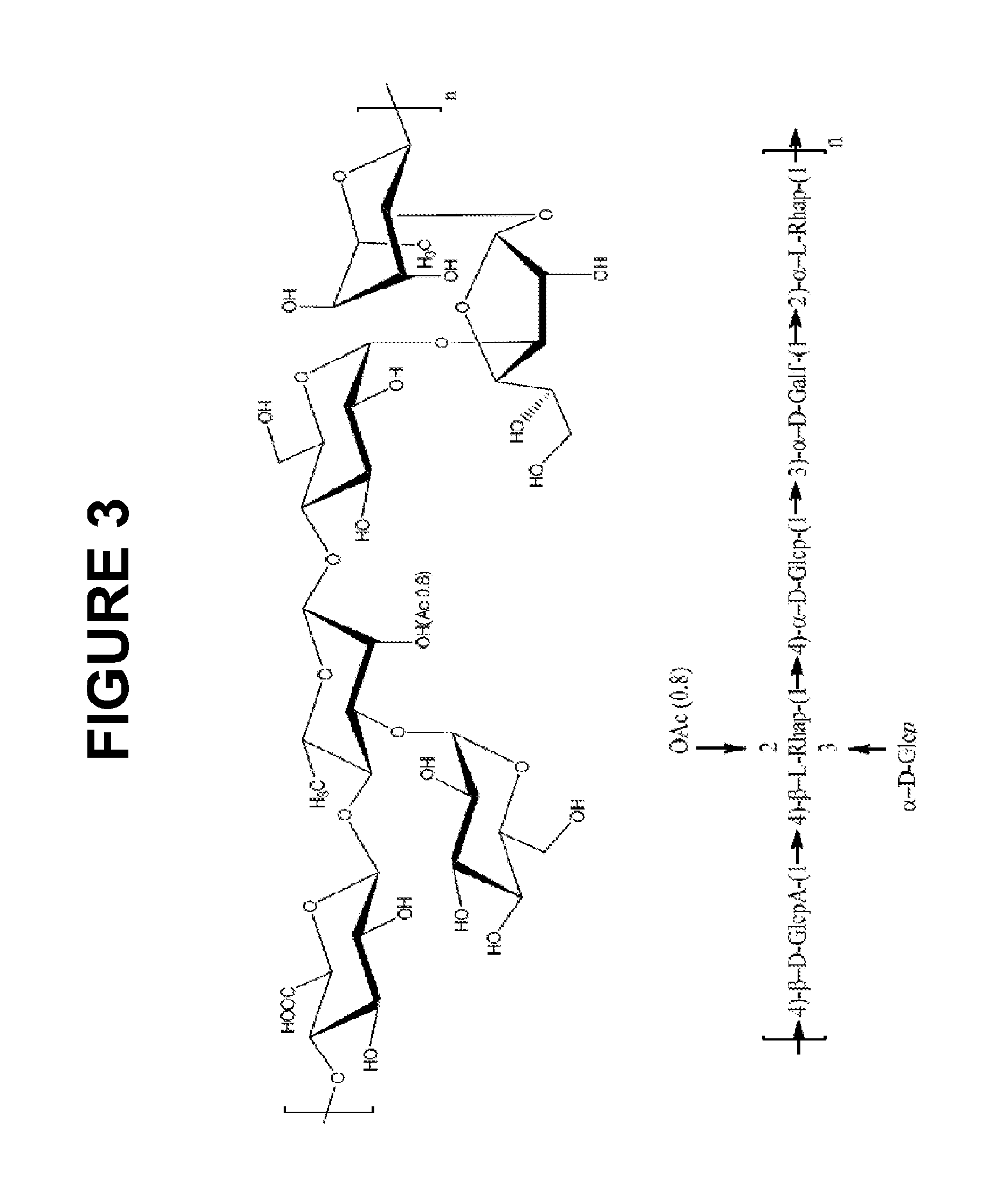 Glycoconjugation processes and compositions