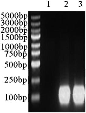 HPK1-targeted gRNA and editing method of HPK1 gene