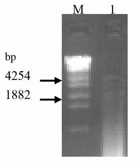 Bactrian camel heavy-chain (HC) variable-domain antibody resisting porcine circovirus 2 as well as preparation method and application thereof