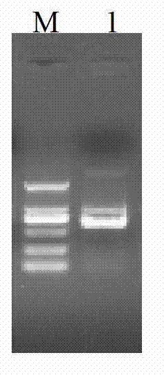 Bactrian camel heavy-chain (HC) variable-domain antibody resisting porcine circovirus 2 as well as preparation method and application thereof