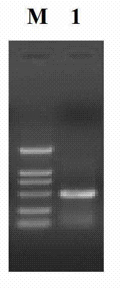 Bactrian camel heavy-chain (HC) variable-domain antibody resisting porcine circovirus 2 as well as preparation method and application thereof