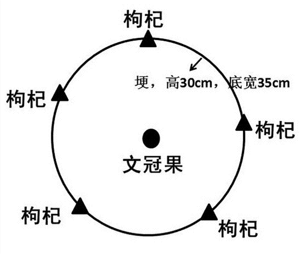 Interplanting method of shiny-leaved yellowhorn and lycium barbarum