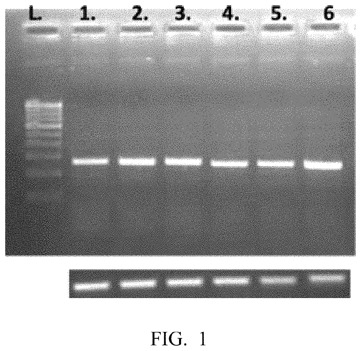 Method of treating endothelial dysfunction