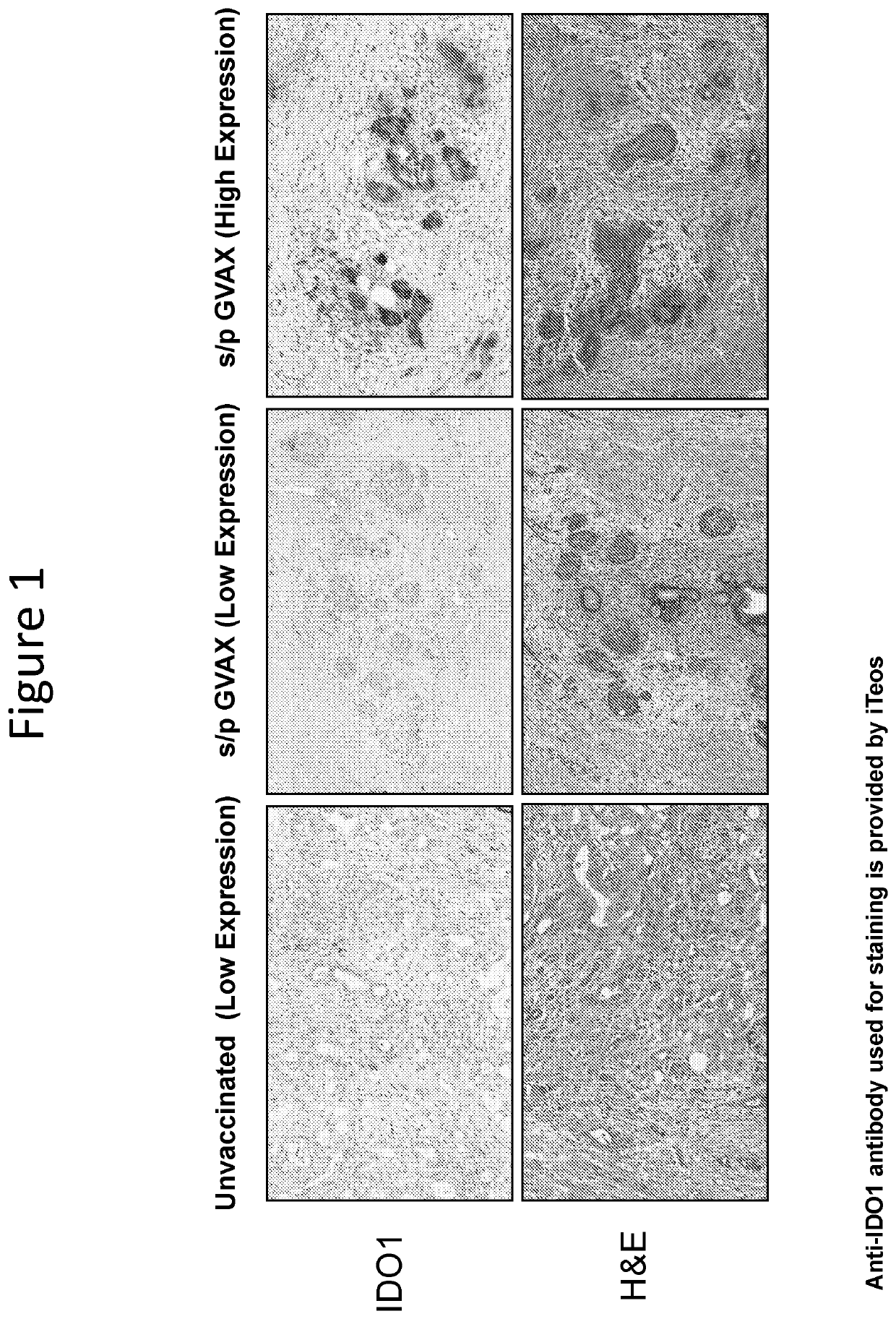 Pharmaceutical treatments for preventing or treating pancreatic cancer