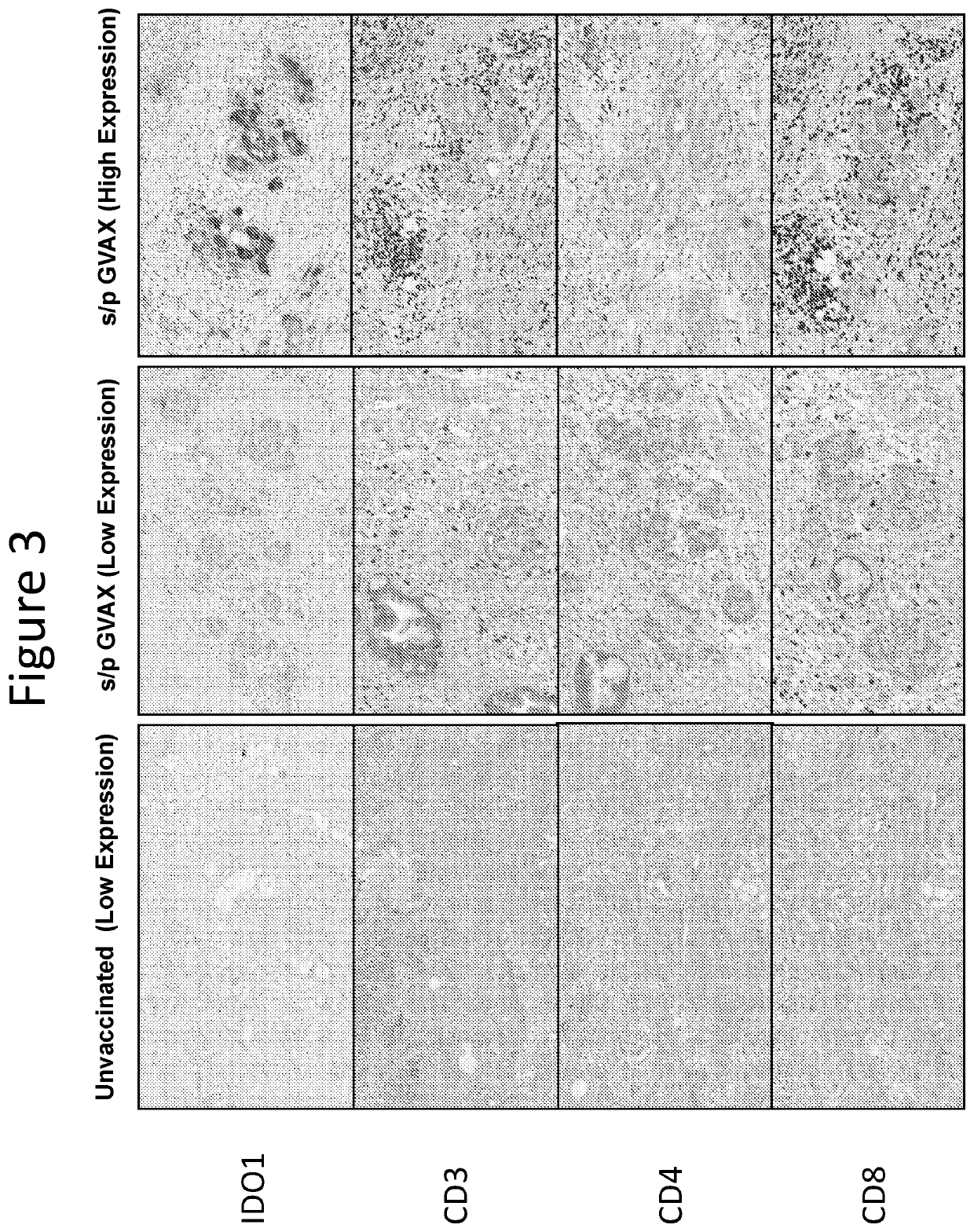 Pharmaceutical treatments for preventing or treating pancreatic cancer