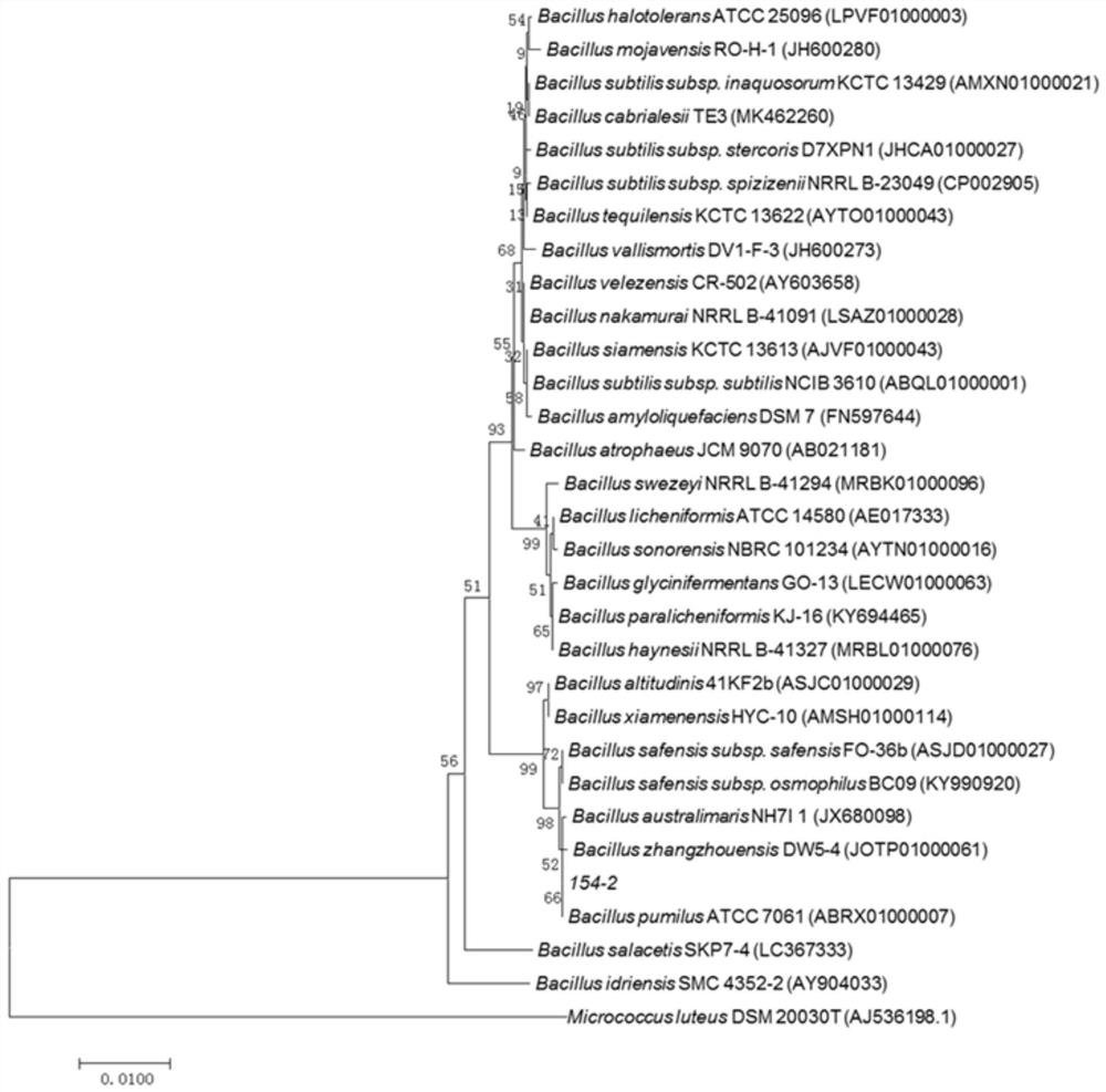 A strain of Bacillus pumilus and its application