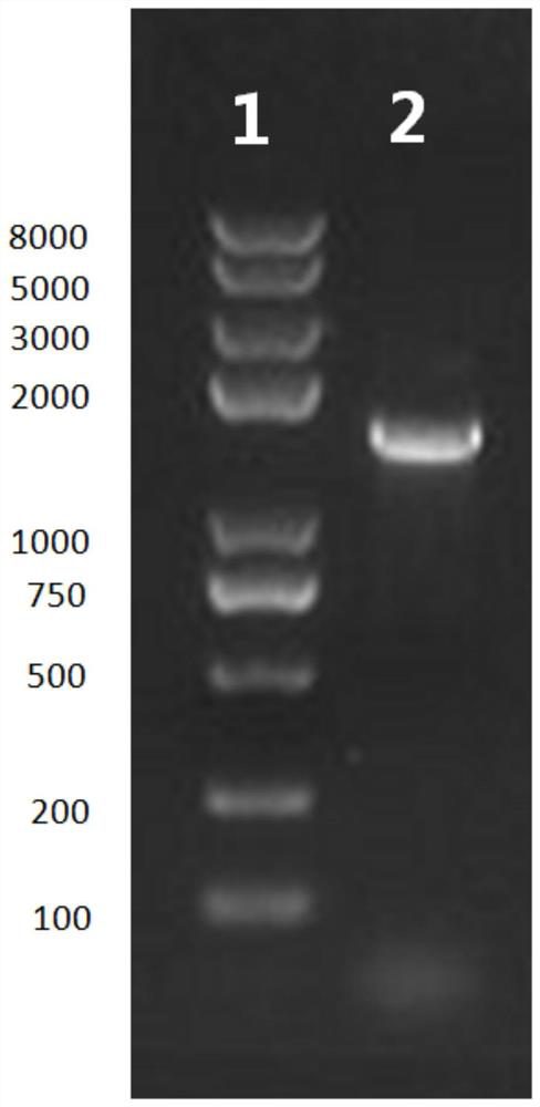 A strain of Bacillus pumilus and its application