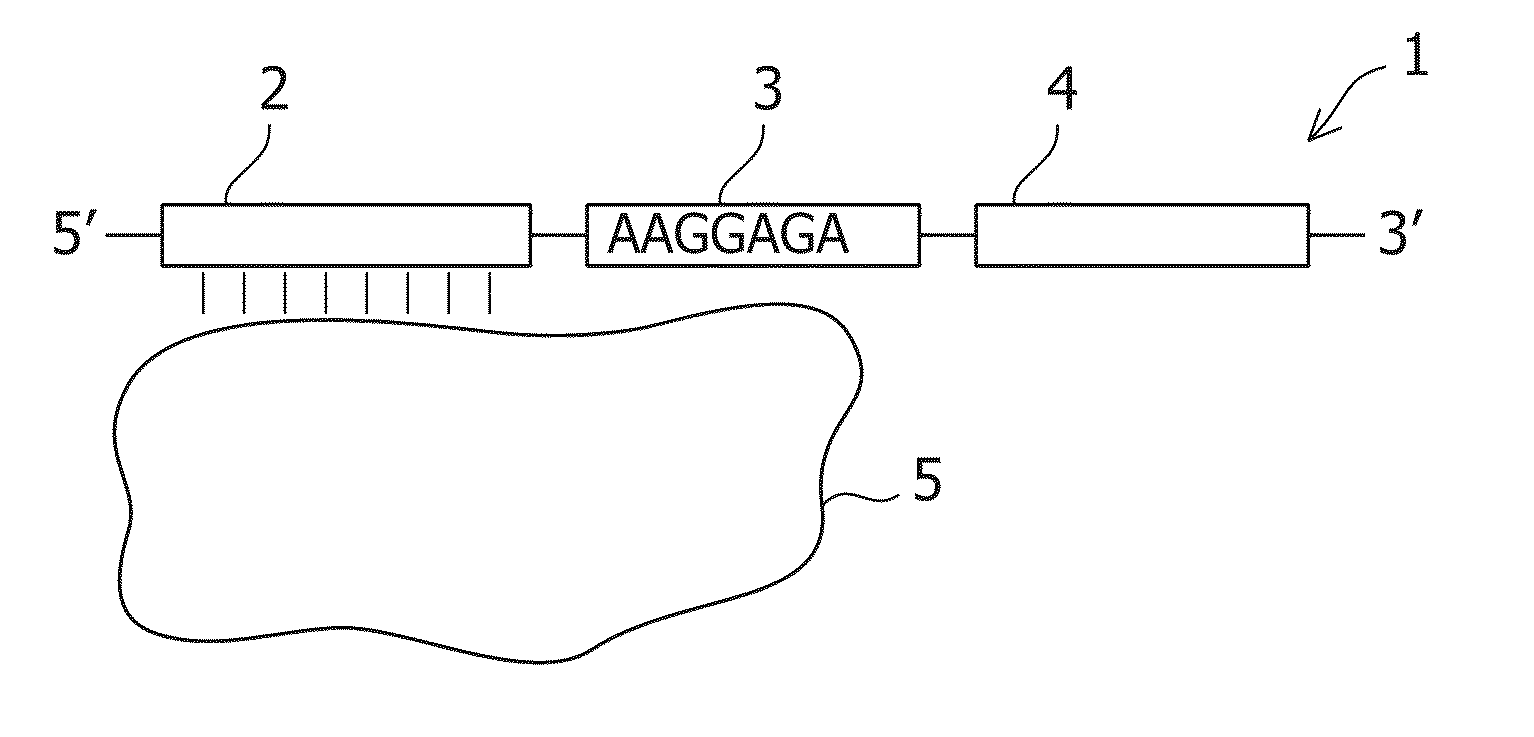 Protein-Responsive Translational Regulatory System Using RNA-Protein Interacting Motif