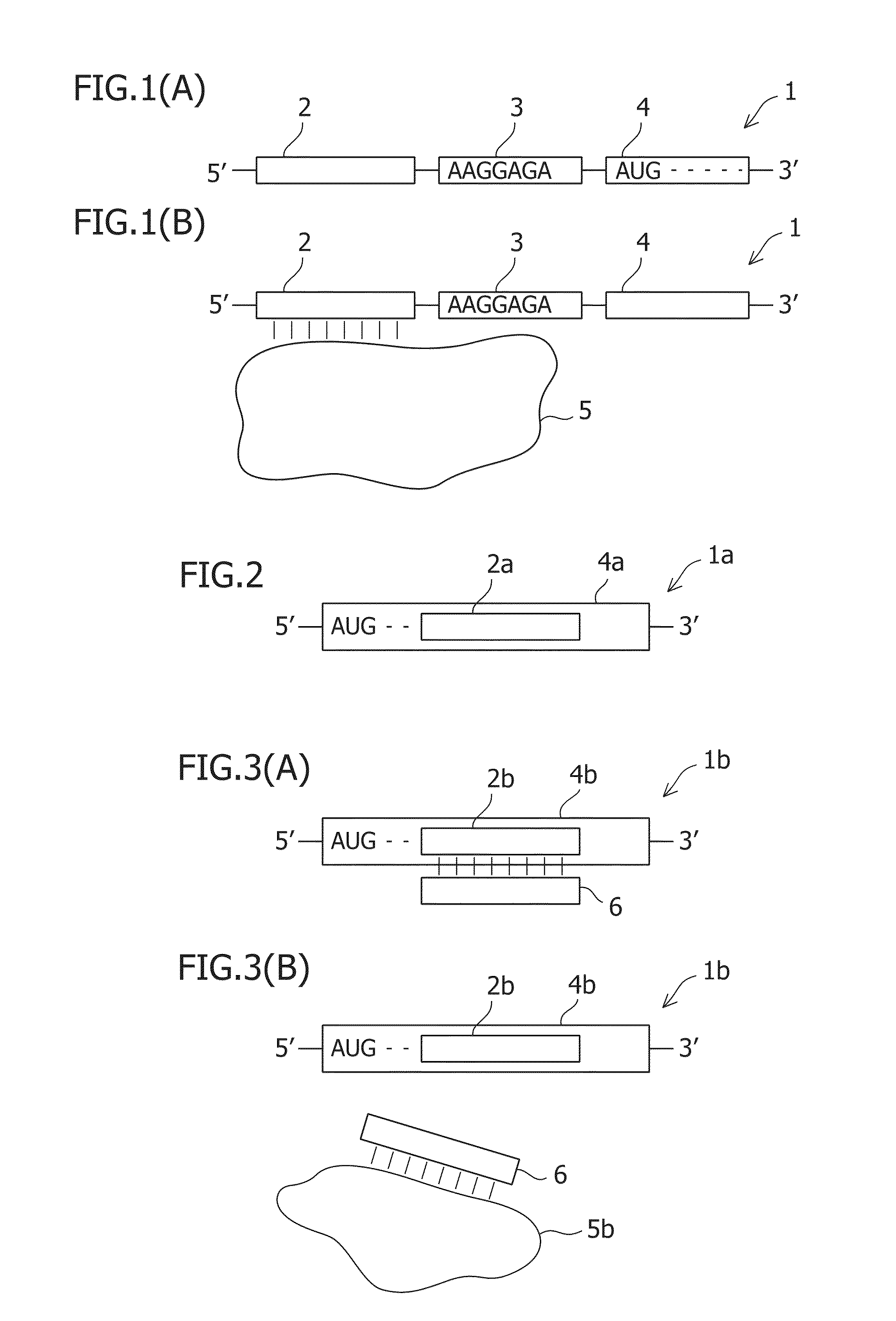 Protein-Responsive Translational Regulatory System Using RNA-Protein Interacting Motif