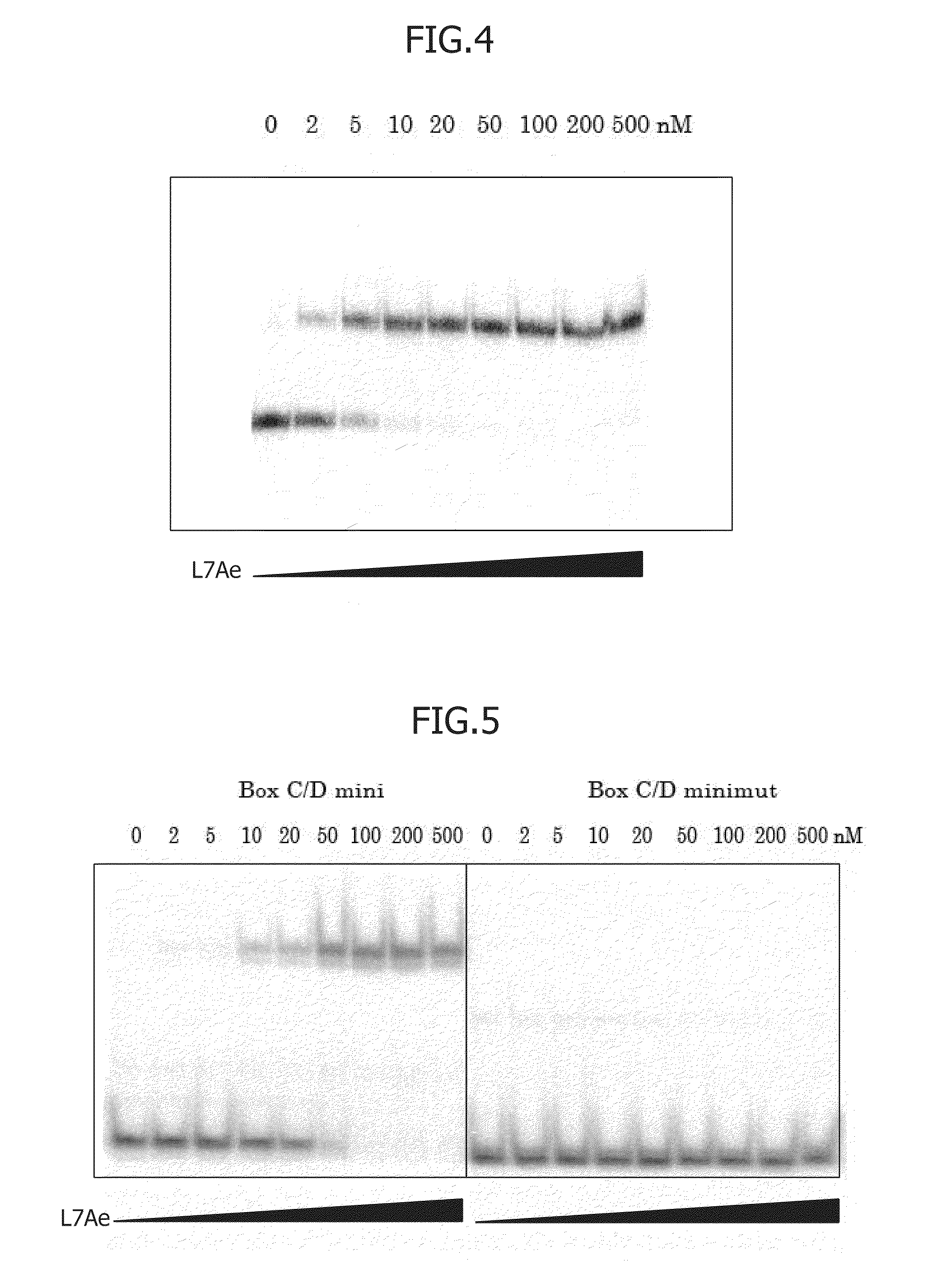 Protein-Responsive Translational Regulatory System Using RNA-Protein Interacting Motif