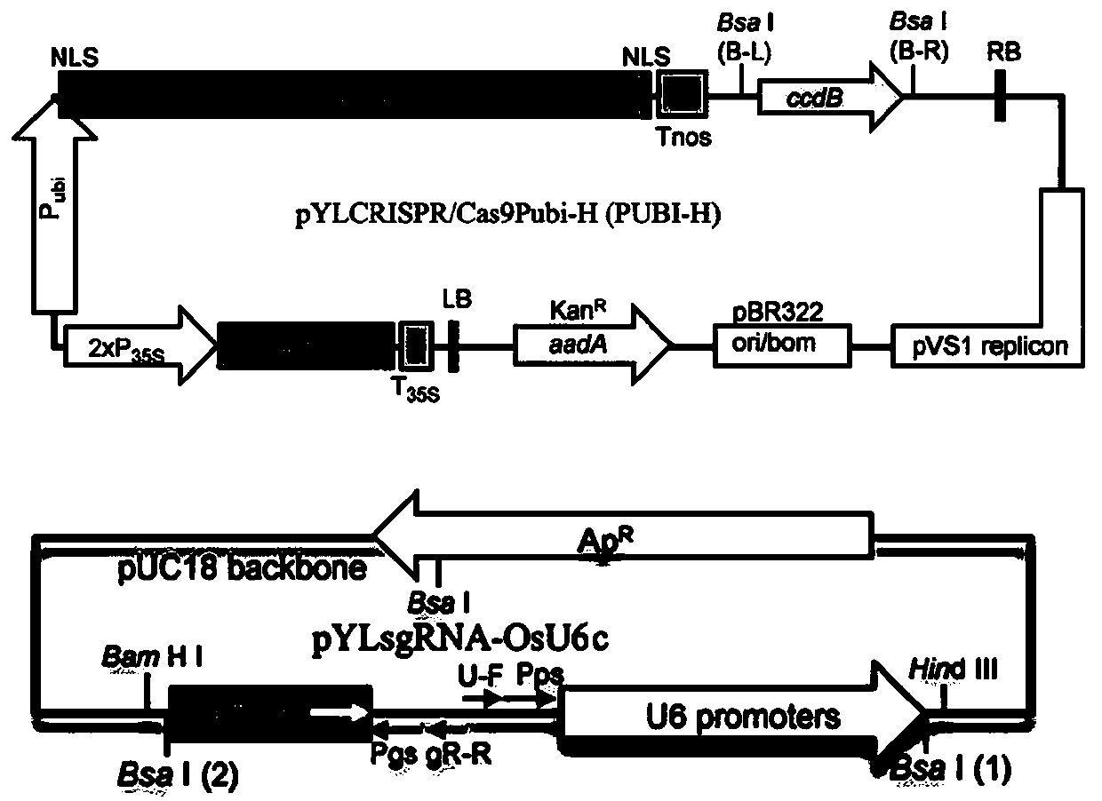 Method of improving plant type of dendrocalamus latiflorus with GRG1 gene and application of method