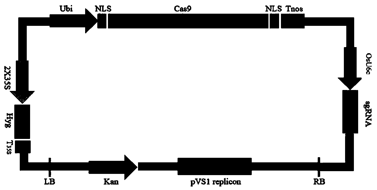 Method of improving plant type of dendrocalamus latiflorus with GRG1 gene and application of method