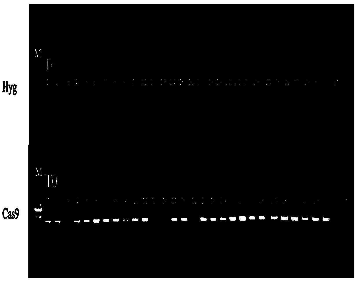 Method of improving plant type of dendrocalamus latiflorus with GRG1 gene and application of method