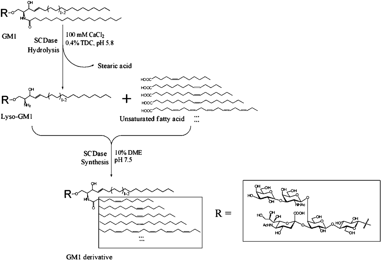 Preparation method and applications of ganglioside derivatives containing unsaturated fatty acid chains