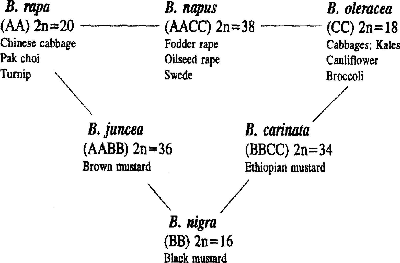 Directional gene transfer method of cabbage type rape C chromosome set