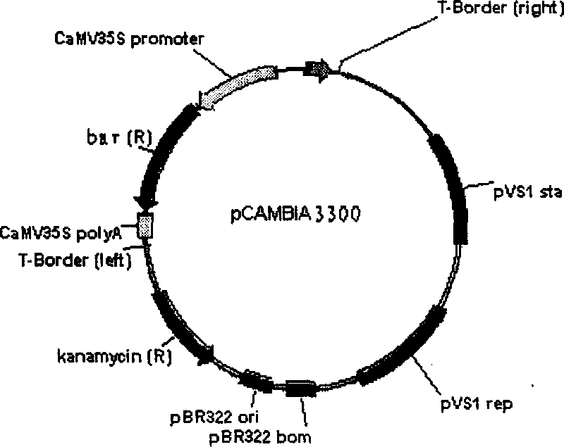 Directional gene transfer method of cabbage type rape C chromosome set