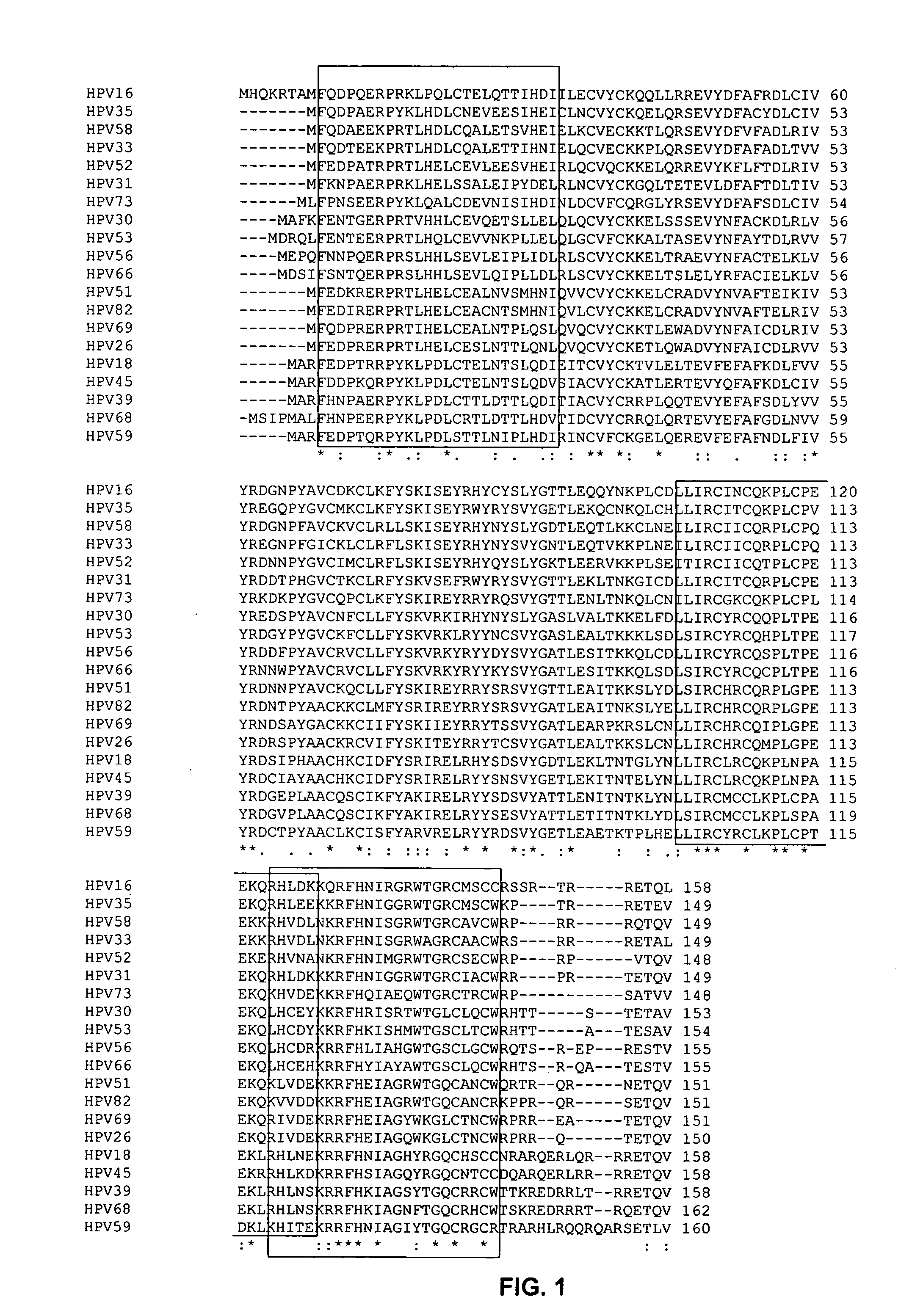 Antibodies for oncogenic strains of HPV and methods of their use