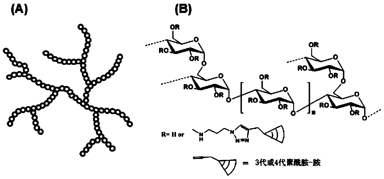 A highly hyperbranched cationic polysaccharide derivative containing dendritic polyamide-amine groups and its preparation method