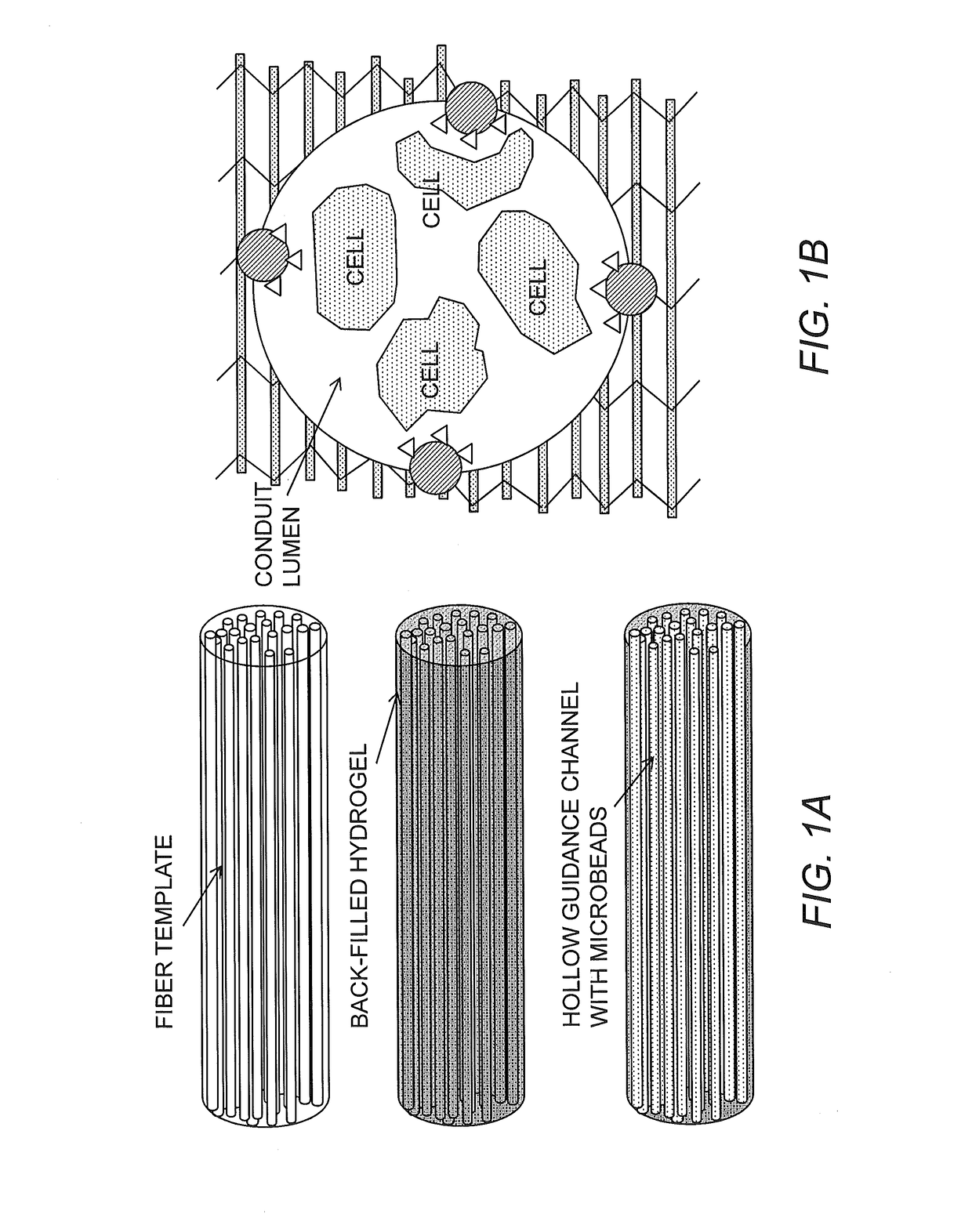 Bioscaffolds for formation of motor endplates and other specialized tissue structures