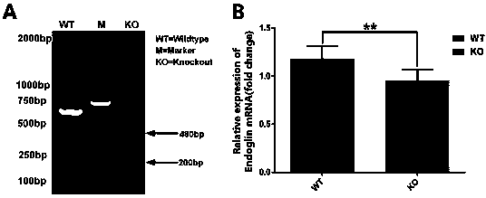 Method for knocking out Endoglin gene by using CRISPR/Cas9 technology