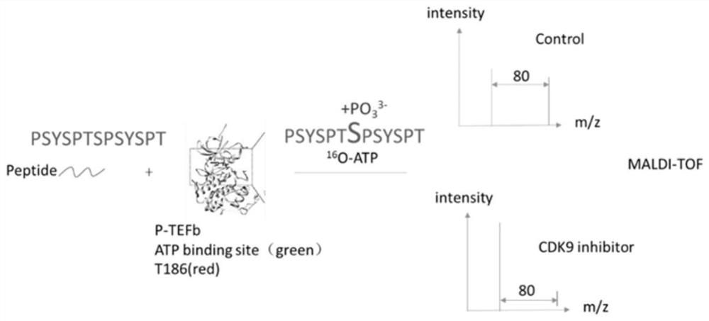 Method for in-vitro screening of CDKs family protein kinase inhibitor based on MALDI-TOF-MS