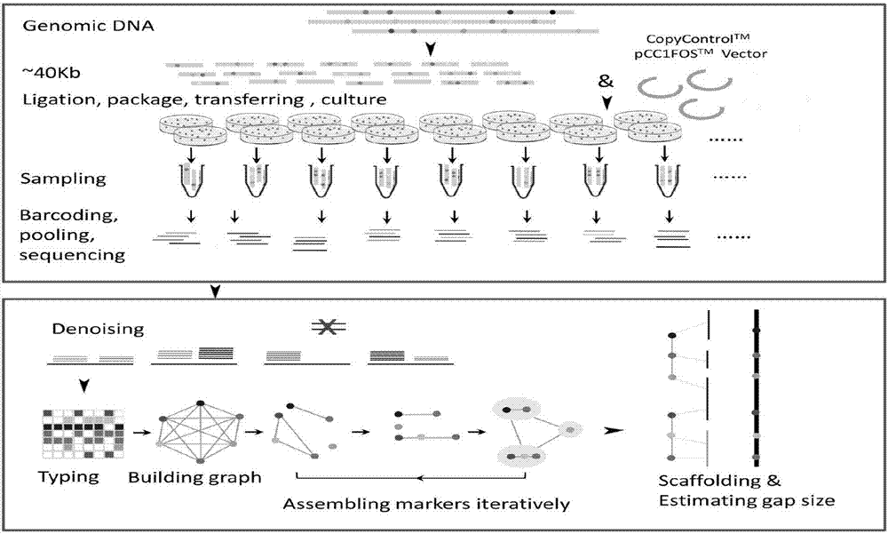 Auxiliary genome assembly method based on artificial meiosis