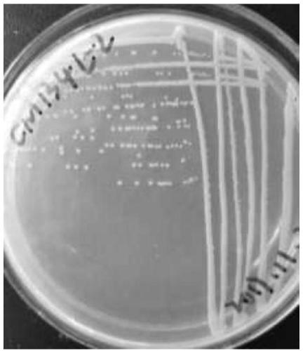 Wheat endophyte and an application thereof