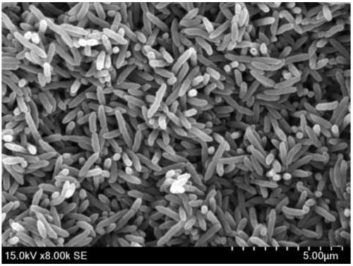 Wheat endophyte and an application thereof