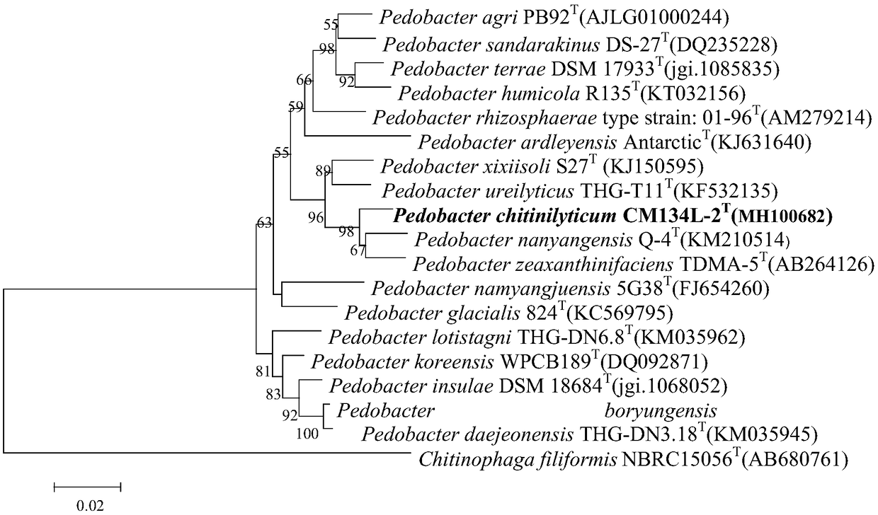 Wheat endophyte and an application thereof