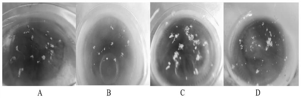 Method for obtaining oncidium and related intergeneric filial generation thereof by using immature embryo in-vitro rescue