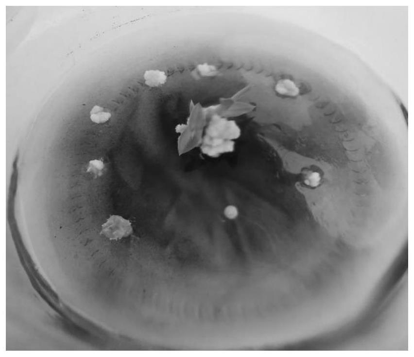 Method for obtaining oncidium and related intergeneric filial generation thereof by using immature embryo in-vitro rescue