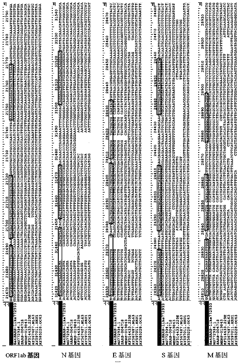 Primer, probe and kit for detecting novel coronavirus