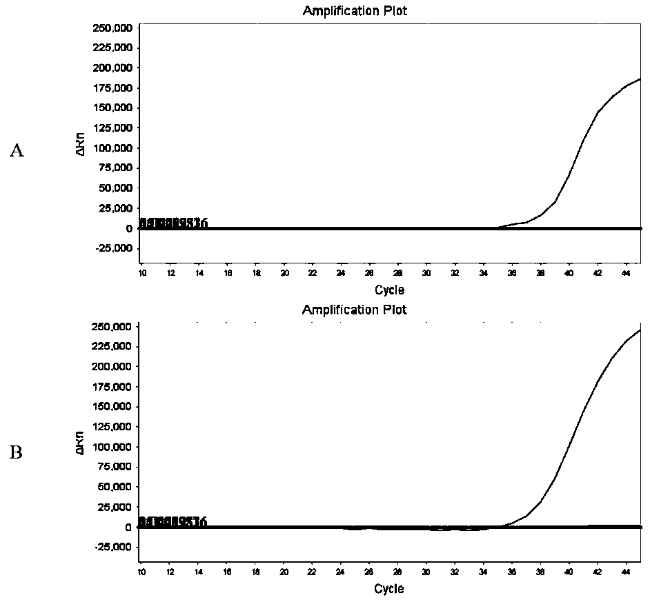 Primer, probe and kit for detecting novel coronavirus