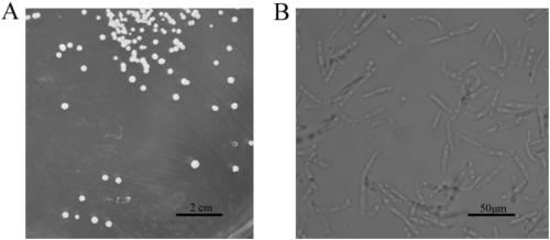 Candida mycoderma bacteria FW922-1 and application thereof