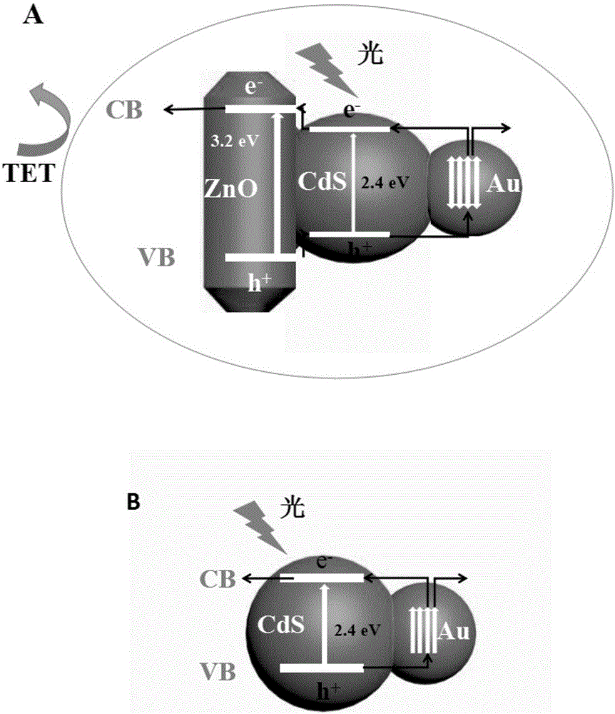 ZnO-CdS@Au nano composite and preparation method and application thereof