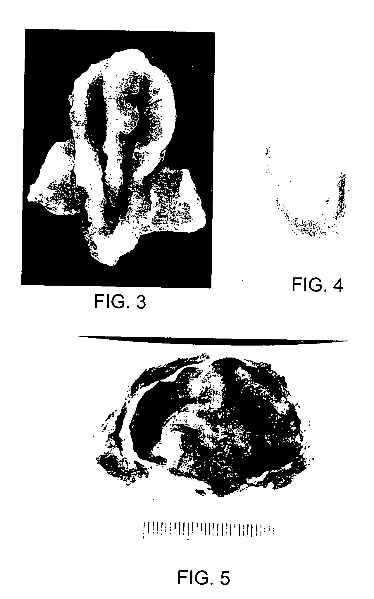 In vitro culture of tissue structures