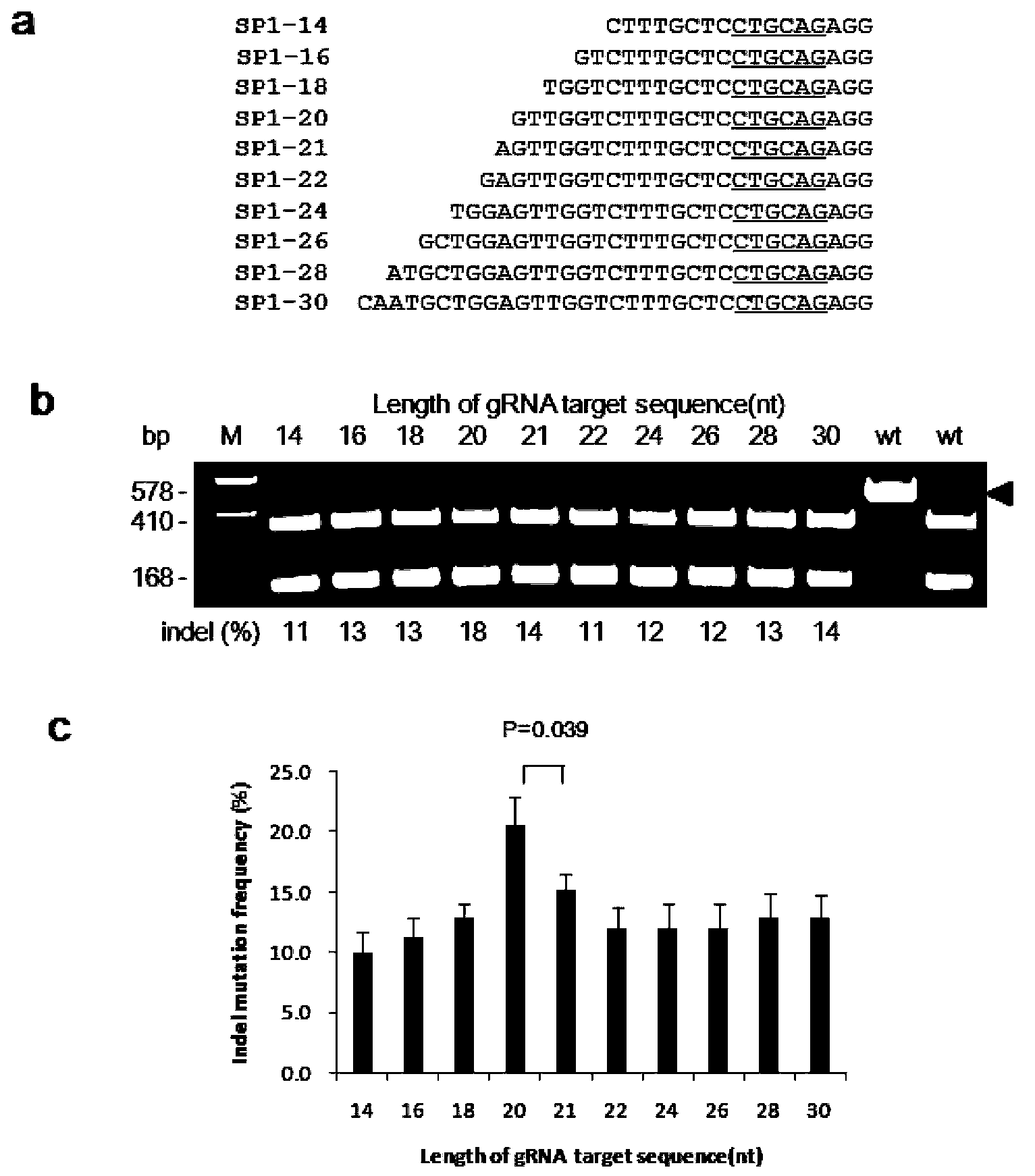 Site-directed modification method of rice genome