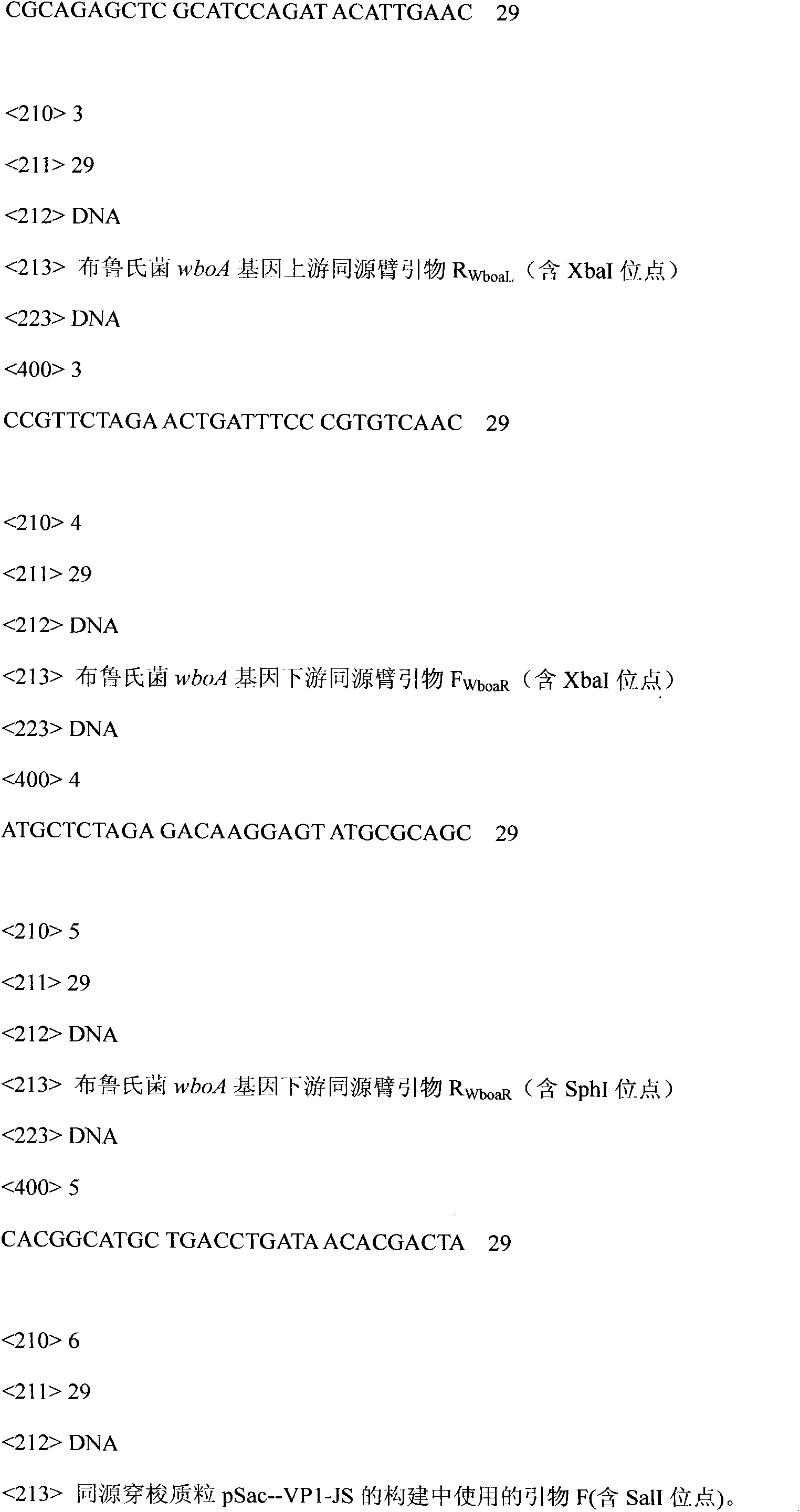 Recombinant brucella for expressing Asia type-I foot and mouth disease virus VP1 genes and method for producing vaccines thereof