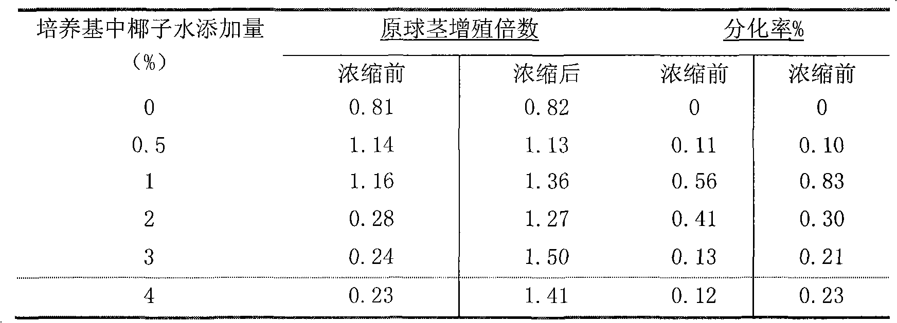 Method for improving proliferation and differentiation of protocorm of Oncidium by utilizing concentrated coconut juice