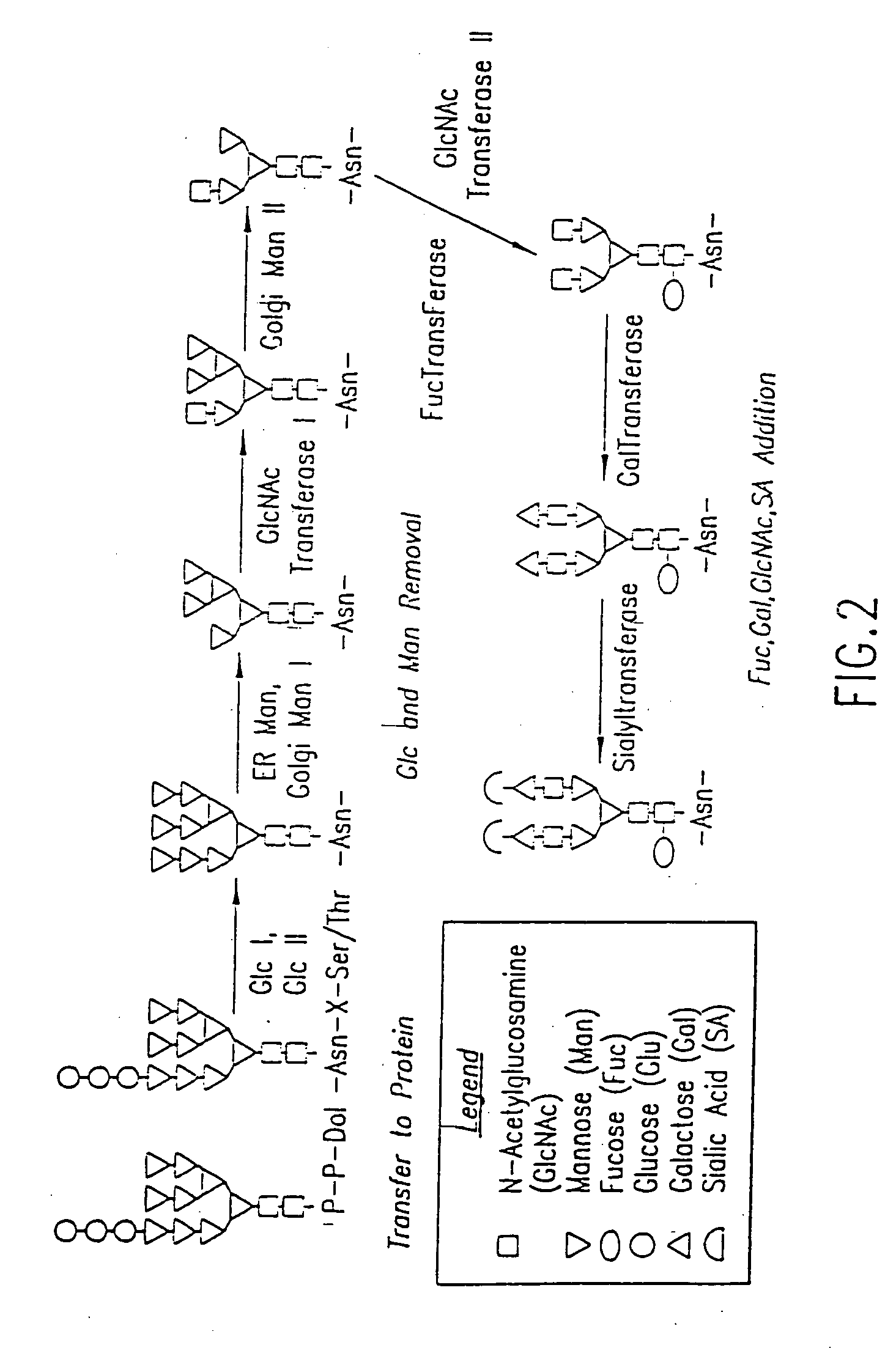 Engineering intracellular sialylation pathways