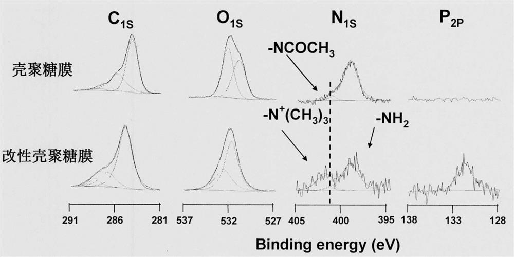 Preparation method of biomimetic coating containing epoxy phosphorylcholine polymer and dopamine cross-linked adhesion