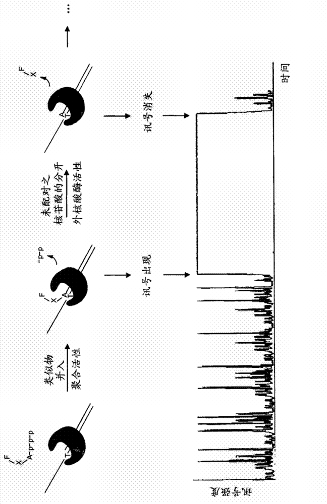 Compositions and methods for sequencing nucleic acids