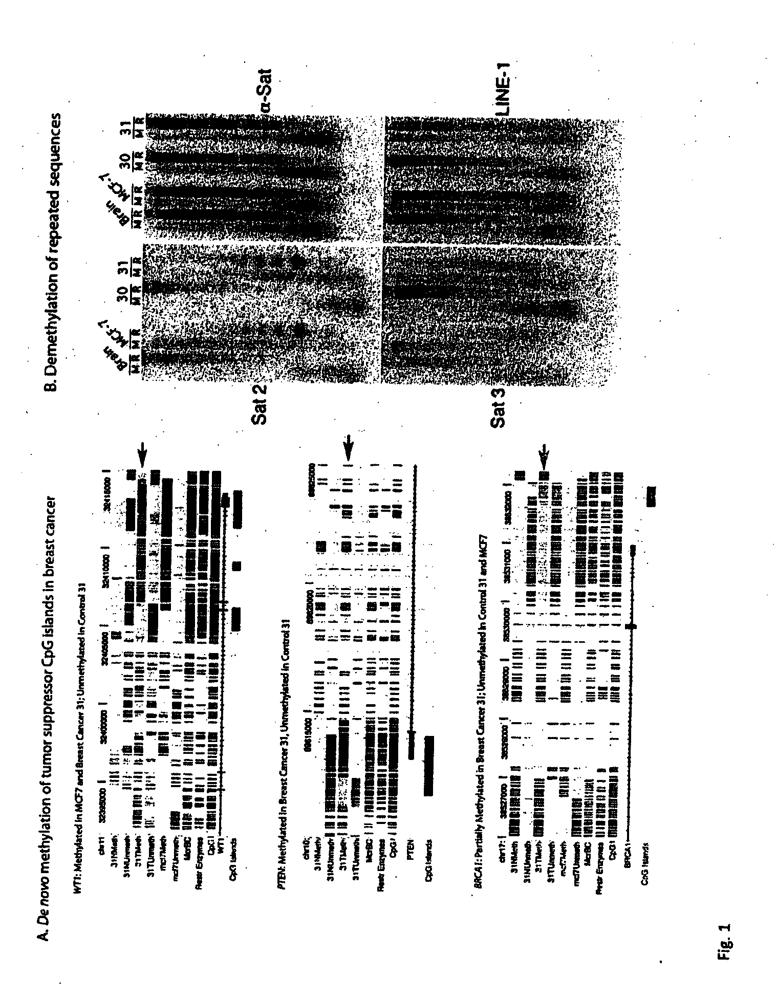 Universal methylation profiling methods