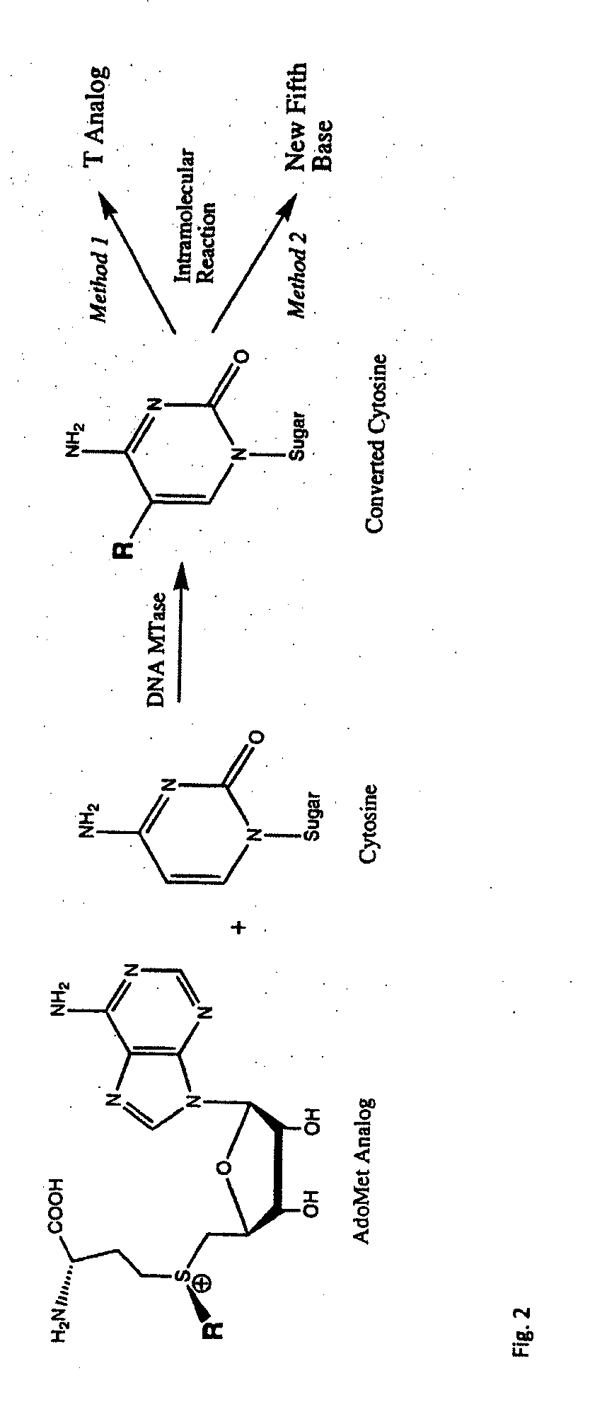 Universal methylation profiling methods