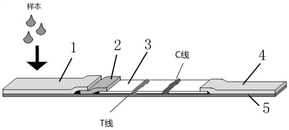 Chlamydia trachomatis/gonococcus/mycoplasma genitalium antigen combined detection kit and preparation method thereof