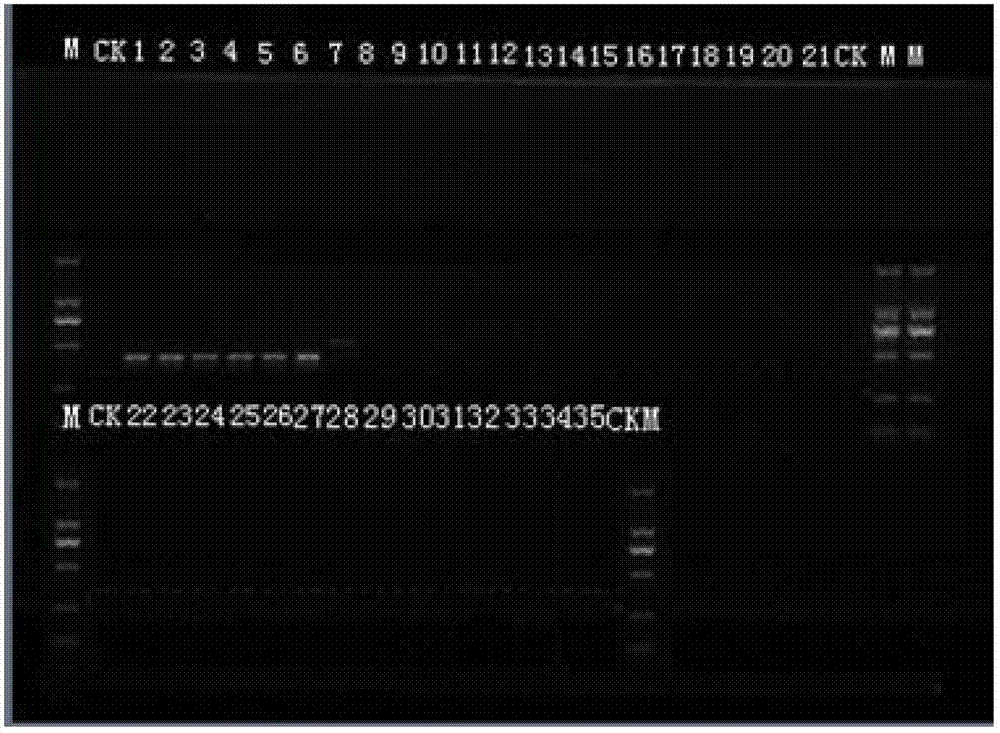 PCR detection method of Dendrobium chrysotoxum by adoption of specific primers