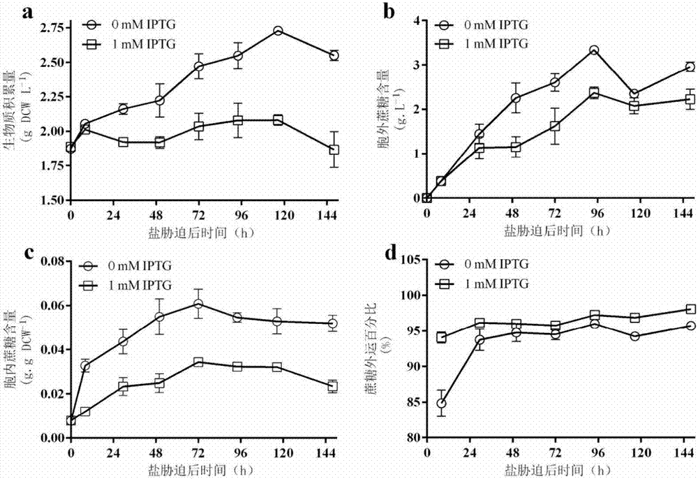 Construction body for producing carbohydrate compound by virtue of synechococcus UTEX2973, strain and method