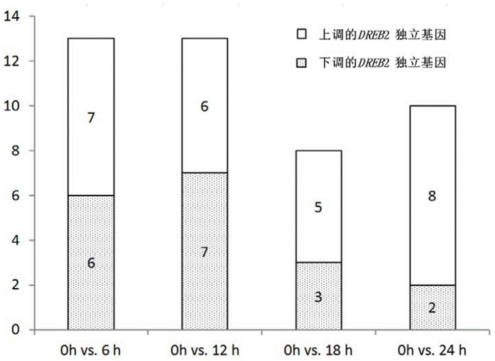 Screening kit and method for early drought stress induced festuca arundinacea DREB2 (dehydration responsive element binding protein 2) gene