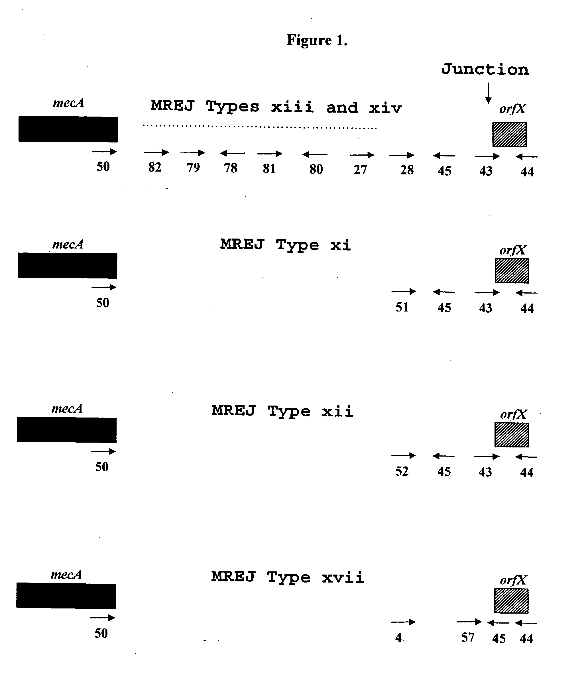 Sequences for detection and identification of methicillin-resistant Staphylococcus aureus (MRSA) of MREJ types xi to xx